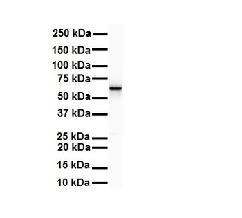 SNRP70 Rabbit Polyclonal Antibody
