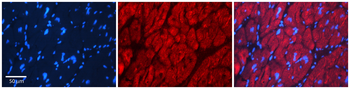 SRP19 Rabbit Polyclonal Antibody