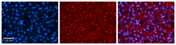 SRP19 Rabbit Polyclonal Antibody
