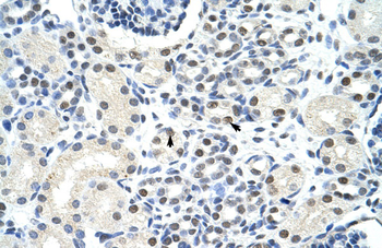 SSB Rabbit Polyclonal Antibody