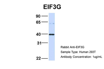 EIF3G Rabbit Polyclonal Antibody