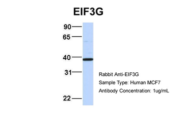 EIF3G Rabbit Polyclonal Antibody