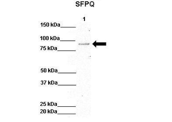 SFPQ Rabbit Polyclonal Antibody