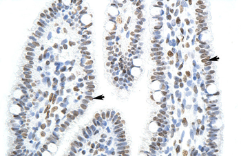 SFPQ Rabbit Polyclonal Antibody