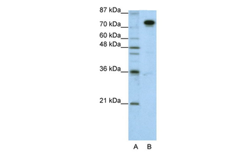 SFPQ Rabbit Polyclonal Antibody