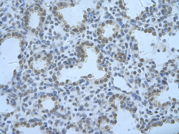 RBM8A Rabbit Polyclonal Antibody