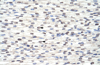 RBM8A Rabbit Polyclonal Antibody