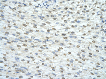 SF3A1 Rabbit Polyclonal Antibody