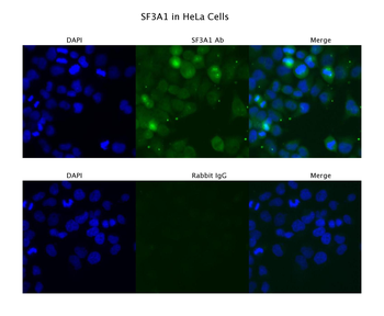 SF3A1 Rabbit Polyclonal Antibody