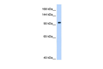 SF3A1 Rabbit Polyclonal Antibody