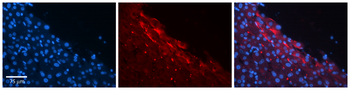 MIA2 Rabbit Polyclonal Antibody