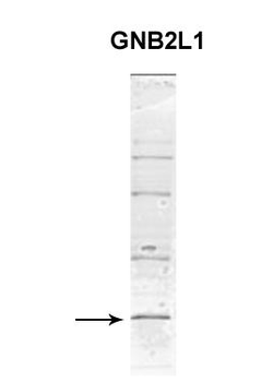 RACK1 Rabbit Polyclonal Antibody