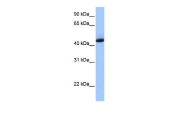 KHDRBS1 Rabbit Polyclonal Antibody