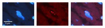 SFRS1 Rabbit Polyclonal Antibody
