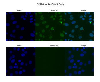 CPSF6 Rabbit Polyclonal Antibody