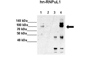 HNRPUL1 Rabbit Polyclonal Antibody