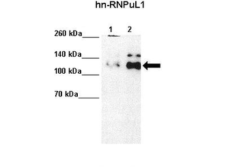 HNRPUL1 Rabbit Polyclonal Antibody