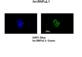 HNRPUL1 Rabbit Polyclonal Antibody
