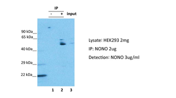 NONO Rabbit Polyclonal Antibody