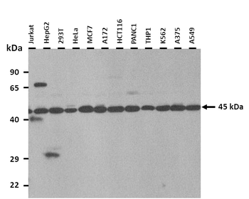 GTPBP9 Rabbit Polyclonal Antibody
