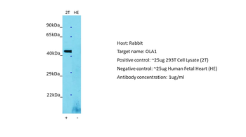GTPBP9 Rabbit Polyclonal Antibody