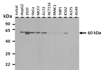 PUF60 Rabbit Polyclonal Antibody