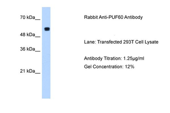 PUF60 Rabbit Polyclonal Antibody