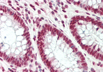 PUF60 Rabbit Polyclonal Antibody