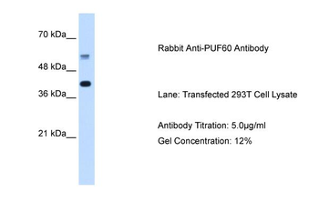 PUF60 Rabbit Polyclonal Antibody