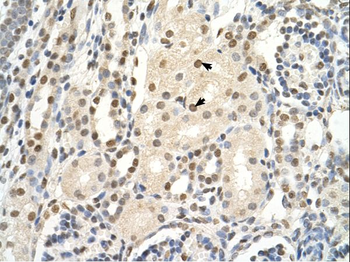 PUF60 Rabbit Polyclonal Antibody