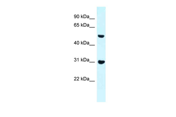 Fnbp1 Rabbit Polyclonal Antibody