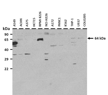 RBM47 Rabbit Polyclonal Antibody