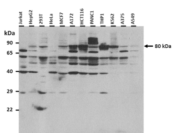 CPEB4 Rabbit Polyclonal Antibody