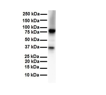 CPEB4 Rabbit Polyclonal Antibody
