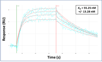 CPEB4 Rabbit Polyclonal Antibody