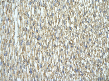 HNRNPA2B1 Rabbit Polyclonal Antibody