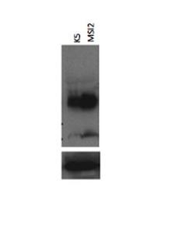 MSI2 Rabbit Polyclonal Antibody