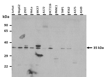 MSI2 Rabbit Polyclonal Antibody