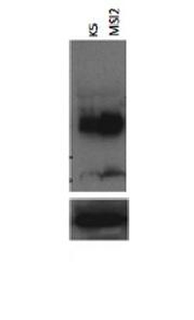 MSI2 Rabbit Polyclonal Antibody