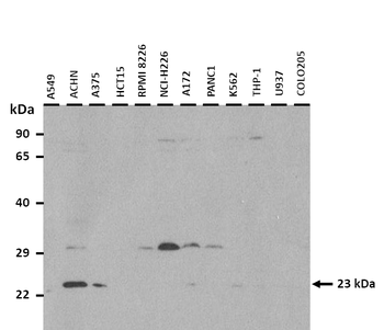 APOBEC3D Rabbit Polyclonal Antibody
