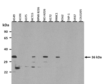 WNT7B Rabbit Polyclonal Antibody