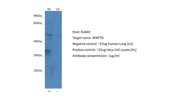 WNT7B Rabbit Polyclonal Antibody