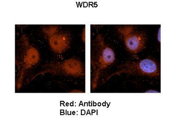 WDR5 Rabbit Polyclonal Antibody