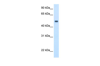 MAT1A Rabbit Polyclonal Antibody