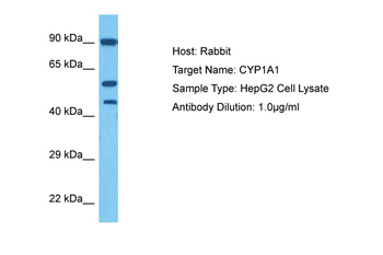 CYP1A1 Rabbit Polyclonal Antibody