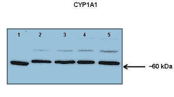 CYP1A1 Rabbit Polyclonal Antibody