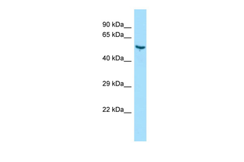 Vtn Rabbit Polyclonal Antibody