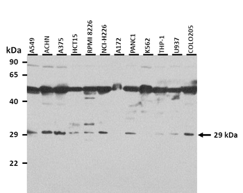 FOLR1 Rabbit Polyclonal Antibody