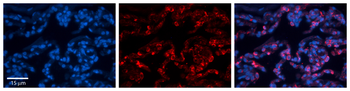 FOLR1 Rabbit Polyclonal Antibody