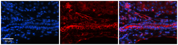 FOLR1 Rabbit Polyclonal Antibody